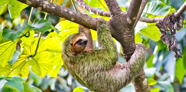 17:10: Seelöwe & Co. - tierisch beliebt (32) | Radio Bremen | 2/13 2026