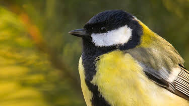 04:15: natur exclusiv | BR Fernsehen | 4/22 2026