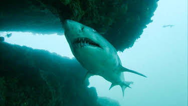 11:55 AM: Shark Bites (S1) | CBBC | 1/15 2026