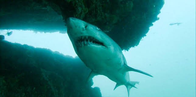 10:13 AM: Shark Bites (S1) | CBBC | 3/23 2026