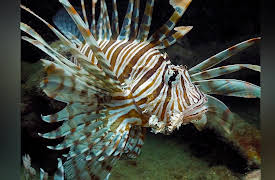 Reef Wrecks: Bahamas