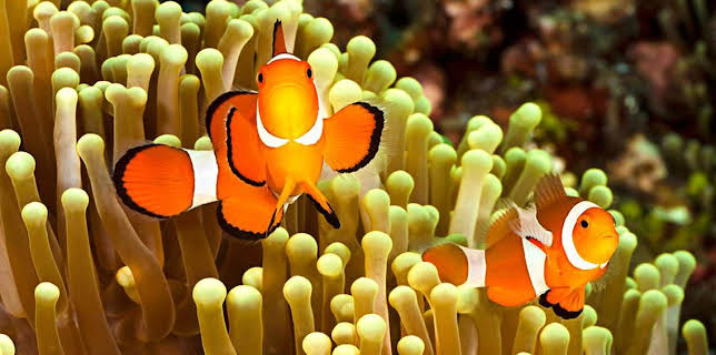 1:00 PM: Natural World | BBC Two | 1/4 2026