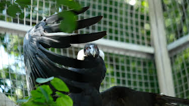 06:50: The Zoo (S4 E4) (S4) | Animal Planet | 4/9 2026