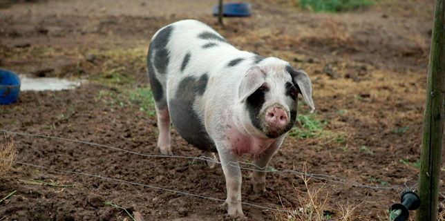 06:00: Land - Liebe - Luft | SR Fernsehen | 3/10 2026