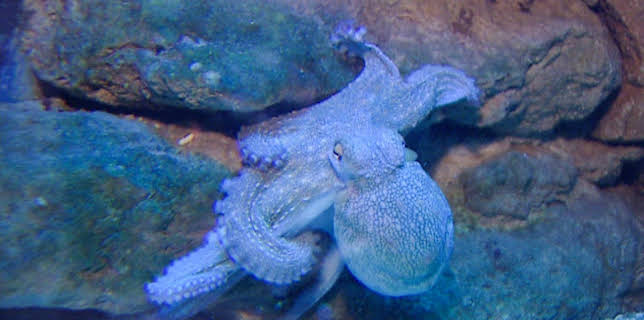 10:35: Elefant, Tiger & Co. (343) | MDR Fernsehen | 3/20 2026