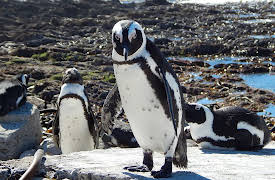 Meet The Penguins: Episode 4