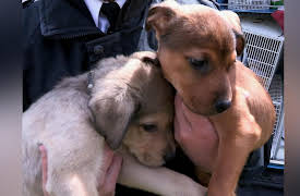 The Dog Rescuers: Episode 5