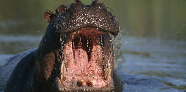 23:00: I Was Prey (S3 E4) (S3) | Animal Planet | 11/19 2025