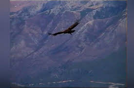 Lost Tapes Season 1: Thunderbird