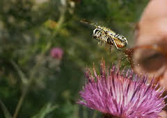 My Garden of a Thousand Bees