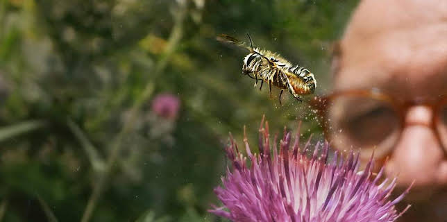 8:00 PM: My Garden of a Thousand Bees | BBC Four | 3/25 2026