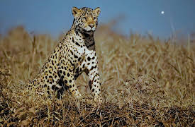 Earth at Night in Color: Jaguar Jungle