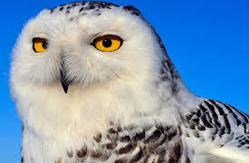 Wild Canada, Season 1: Ice Edge