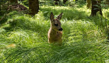 Unsere Wälder (3/3)