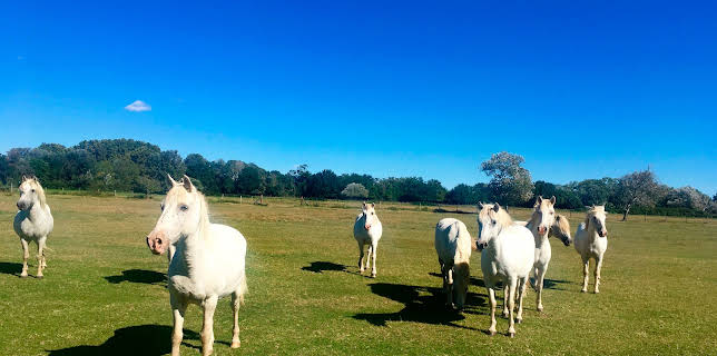 12:45: Camargue, da will ich hin! | 3SAT | 3/9 2026