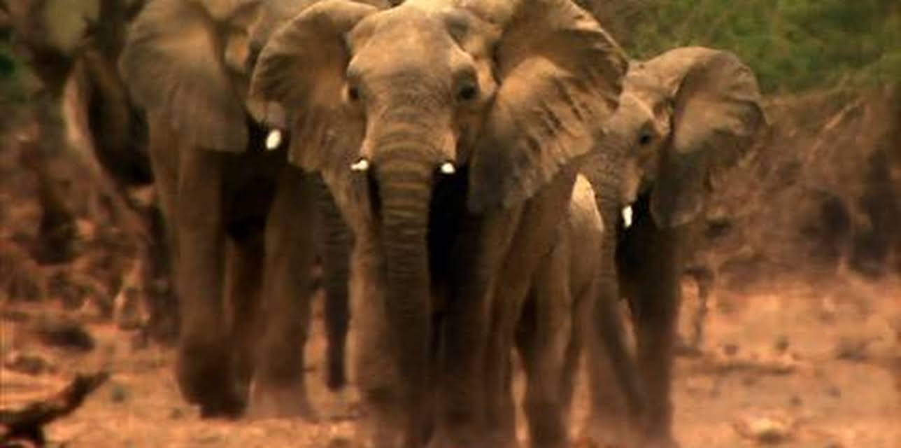 Great Migrations