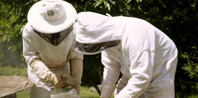 15:16: Die Bienenflüsterer | Arte | 11/15 2025