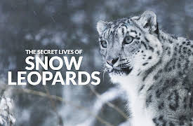 The Secret Lives Of Big Cats: The Secret Lives Of Snow Leopards