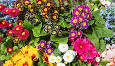 Schnittgut. Alles aus dem Garten