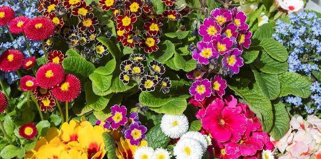 10:00: Schnittgut. Alles aus dem Garten | ARD Alpha | 3/3 2026