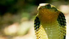 Tierische Überflieger (5/5)