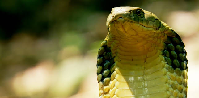 05:05: Tierische Überflieger (5/5) | 3SAT | 3/3 2026