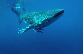 Arabian Seas: Island Feast