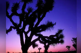 Wonders of the National Parks: A Geology of North America: Pinnacles to Joshua Tree: The San Andreas
