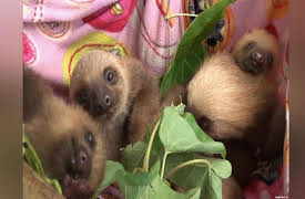 Shimura Zoo: Special Episode 10-2