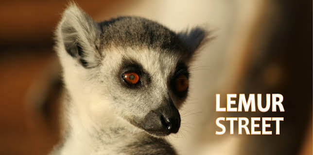 Lemur Street