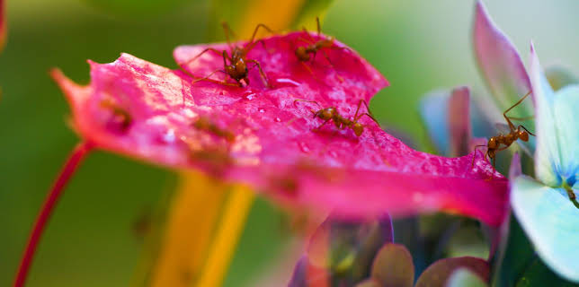 18:00: Dyrepasserne | TV 2 | 11/9 2025