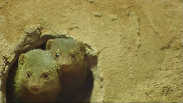 17:10: Leopard, Seebär & Co. (74) | NDR Fernsehen | 9/17 2026