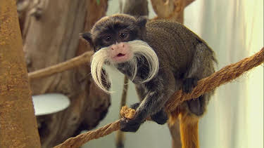 05:55: Giraffe, Erdmännchen & Co. (220) | HR Fernsehen | 4/23 2026