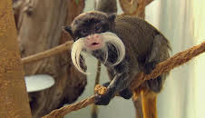 Giraffe, Erdmännchen & Co. (220)