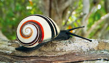 Attenborough's Life in Colour