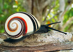 Attenborough's Life in Colour