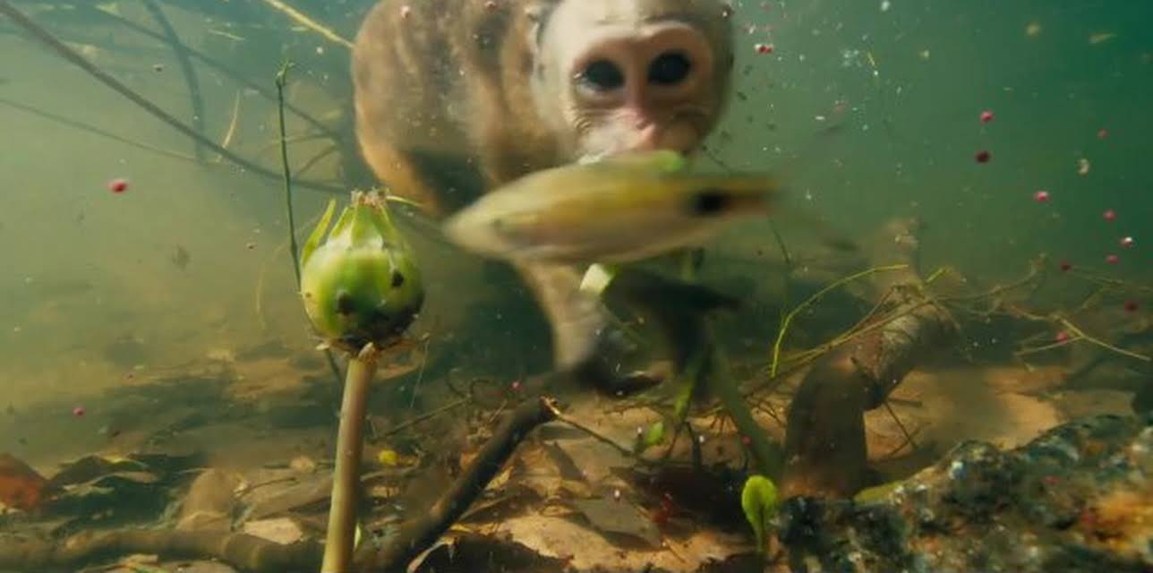 Monkey Kingdom (2015)