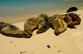 Galapagos: Edge of the World S1: Sea of Chaos