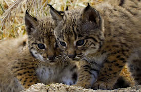 Born to Be Wild: The Lynx Kitten