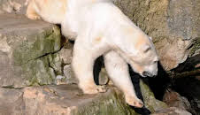 Seehund, Puma & Co. (125)