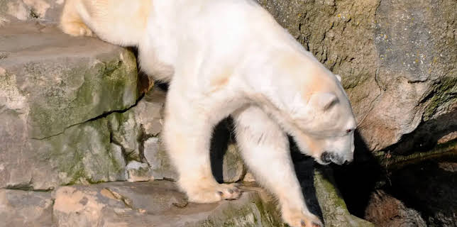 17:10: Seehund, Puma & Co. (120) | Radio Bremen | 3/13 2026