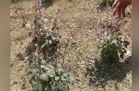 The Victory Garden: Season 33: New