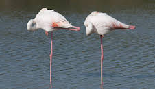 Giraffe, Erdmännchen & Co.