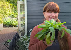 Querbeet