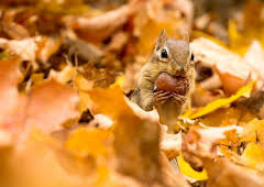 Earth's Greatest Spectacles