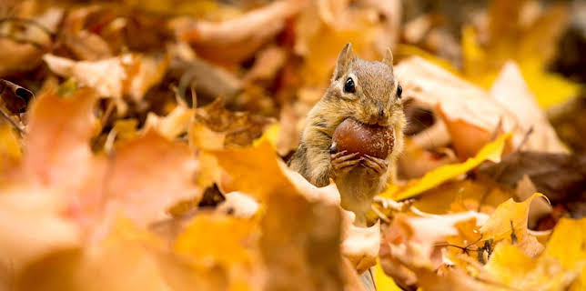 4:15 PM: Earth's Greatest Spectacles | BBC Two | 1/26 2026