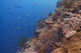 World of the Wild: Great Barrier Reef