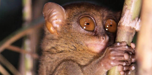 11:35 AM: Deadly 60 (S2) | CBBC | 11/16 2025