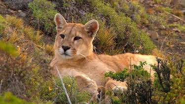 17:15: Erlebnis Erde: Jäger der Anden - Der Puma | WDR Fernsehen | 3/29 2026