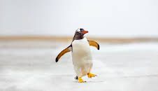 Meet The Penguins (S1 E2)